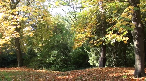 Autumn trees Stock Footage 906365