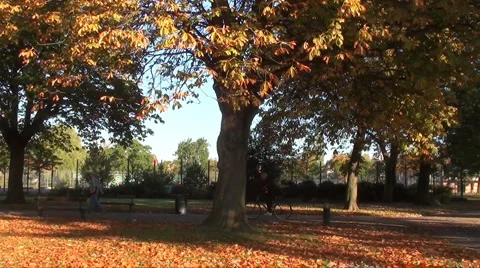 Autumn trees Stock Footage 906386