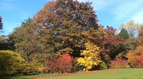 Autumn trees  Stock Footage 907844