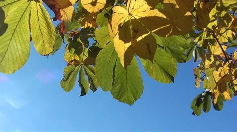 Autumn trees Stock Footage 907945