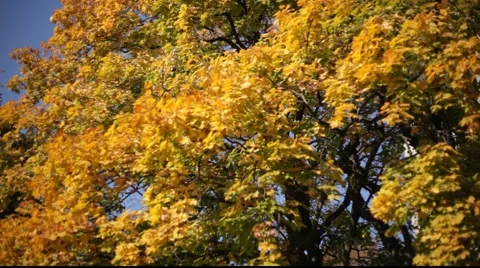 Autumn trees Stock Footage 921233