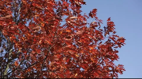 Autumn trees Stock Footage 922194