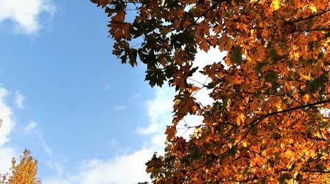Autumn trees Stock Footage 8918325