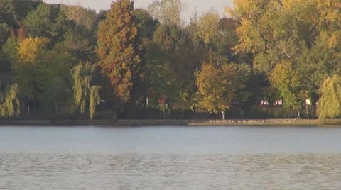 AUTUMN TREES Stock Footage 8924960