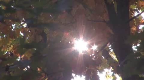 AUTUMN TREES Видео 8924983