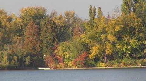 AUTUMN TREES Vídeo Stock 8924993