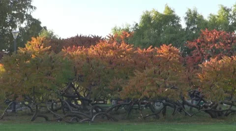AUTUMN TREES Видео 8924997