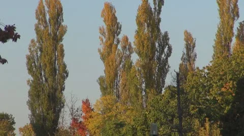 AUTUMN TREES Video stock 8925016