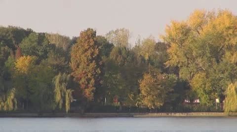 AUTUMN TREES Vidéo 8925027