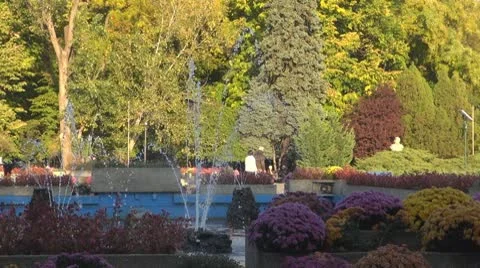 AUTUMN TREES Vídeos de archivo 8925092