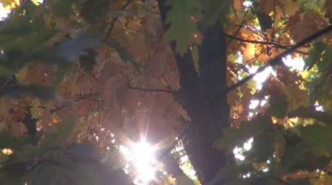 AUTUMN TREES Stock Footage