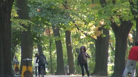 AUTUMN TREES Stock Footage