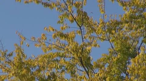 AUTUMN TREES Stock Footage 9947781