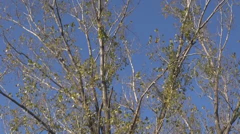 AUTUMN TREES Stock-Footage 9948440