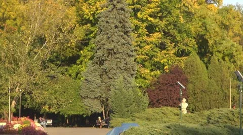 AUTUMN TREES Stock Footage 9959148