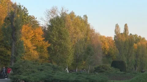 AUTUMN TREES Video stock 9963360