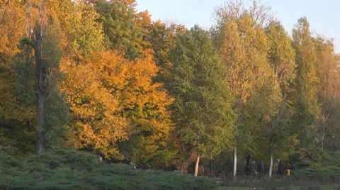 AUTUMN TREES Vidéo 9964544
