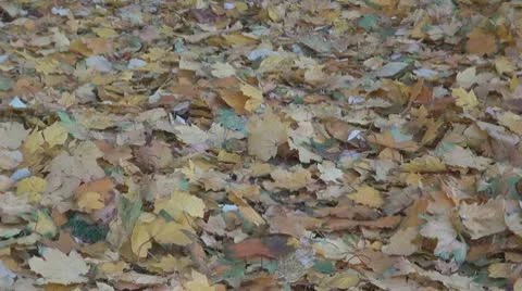 AUTUMN TREES Vidéo 9968383