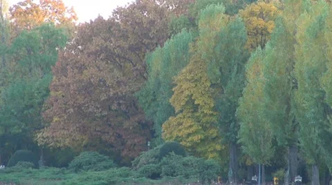 AUTUMN TREES 動画素材 9972134