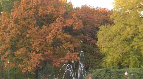 AUTUMN TREES Stock Footage