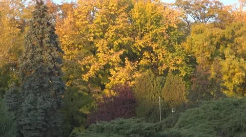 AUTUMN TREES Stock Footage 9977003