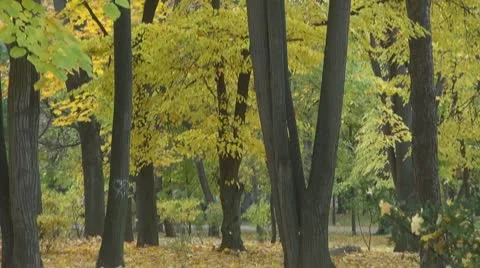 AUTUMN TREES Vídeos de archivo 9978294