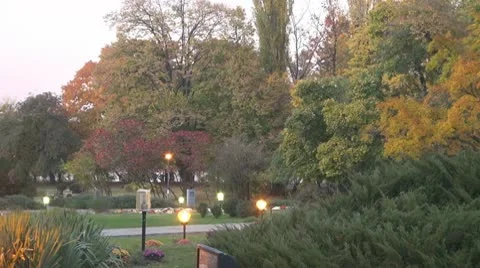 AUTUMN TREES Video stock 9979737