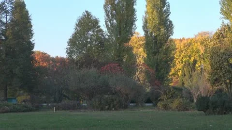 AUTUMN TREES Stock Footage 9982715