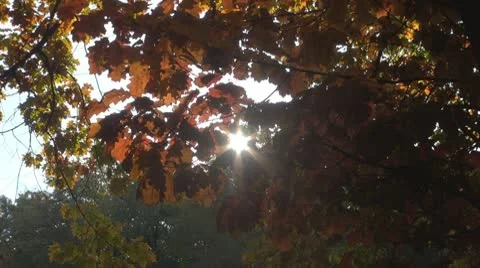 AUTUMN TREES 스톡 동영상 9987317