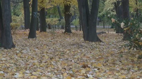 AUTUMN TREES Vidéo 9993820