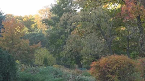 AUTUMN TREES Stock Footage
