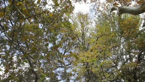 Autumn trees Stock-Footage 10700769