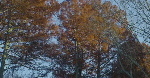 Autumn Trees Stock Footage 13680156