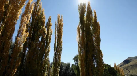 Autumn trees Stock Footage 27361893