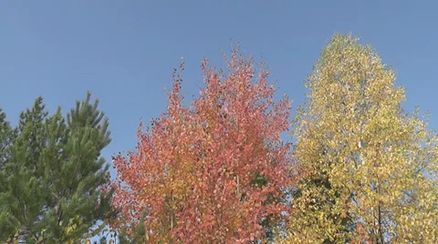 Autumn trees Stock Footage 28501688
