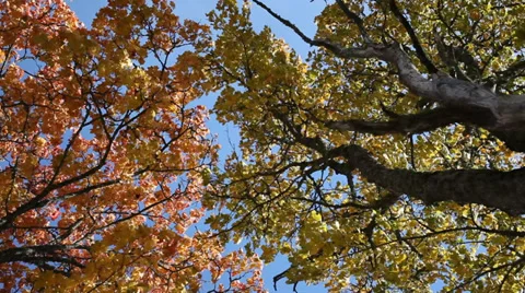 Autumn in trees. Stock-Footage 30938497