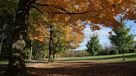 Autumn trees Stock Footage 31834207
