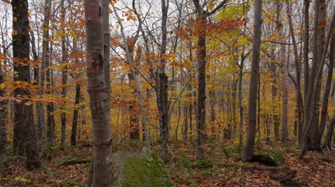 Autumn Trees Stock Footage 32030539