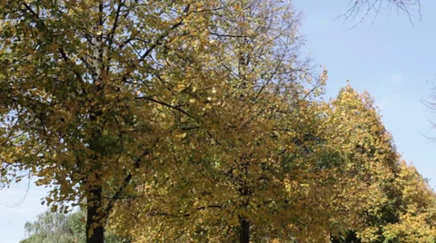 Autumn trees Stock Footage 32187024