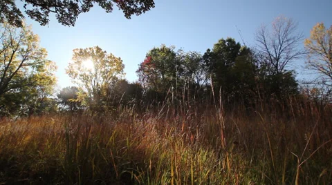 Autumn trees Stock Footage 35662564