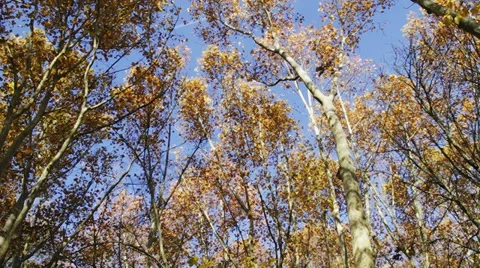 Autumn trees Stock Footage 39346771