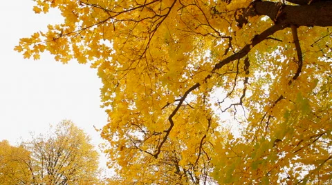 Autumn trees Stock Footage 41436787