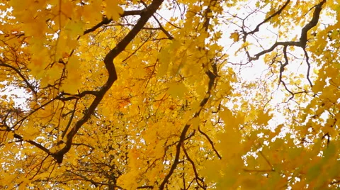 Autumn trees Stock Footage 41436794