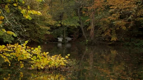 Autumn Trees Stock Footage 43323677