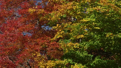 Autumn Trees Stock Footage 43546156