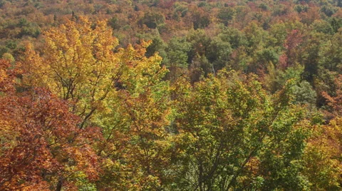 Autumn Trees Stock Footage 43548124