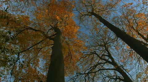 Autumn trees Stock Footage 44203992