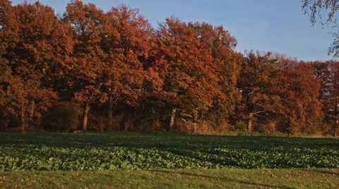 Autumn trees Stock-Footage 44316404
