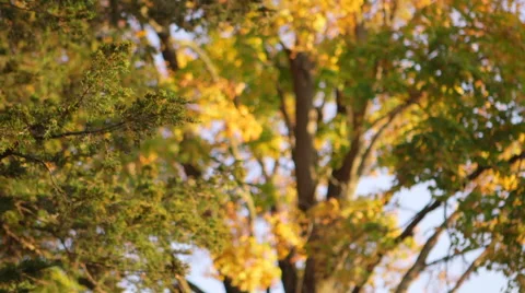 Autumn Trees Stock Footage 45656493