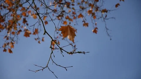 Autumn trees Stock Footage 82570672